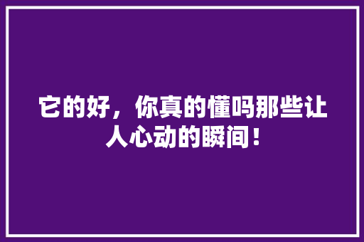 它的好，你真的懂吗那些让人心动的瞬间！ seo技术