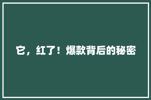 它，红了！爆款背后的秘密