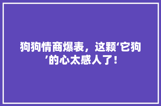 狗狗情商爆表，这颗‘它狗’的心太感人了！