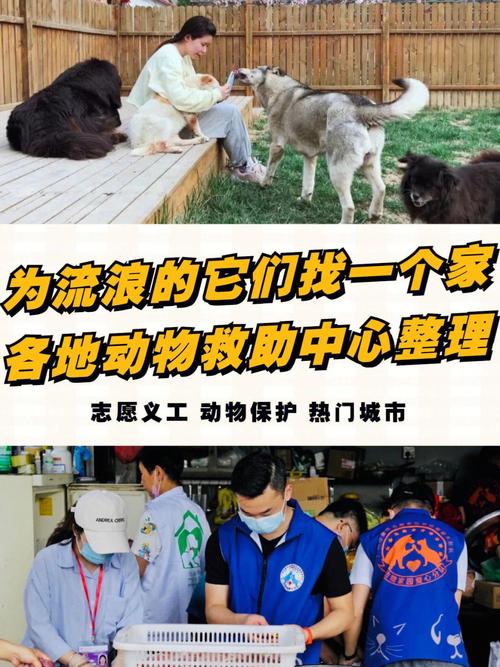 构建和谐共生，流浪动物网站助力社会共治 构建和谐共生，流浪动物网站助力社会共治 小程序开发
